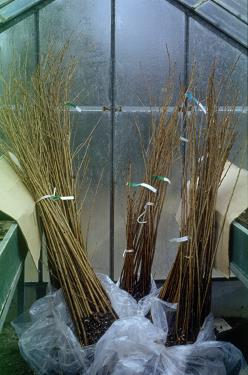 Japonske češnje Japonske češnje