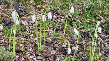 Galanthus reginae-olgae