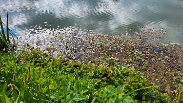 Ponovna naselitev marsiljke je zelo uspela. Ponovna naselitev marsiljke je zelo uspela.