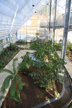 Tropski rastlinjak Tropski rastlinjak