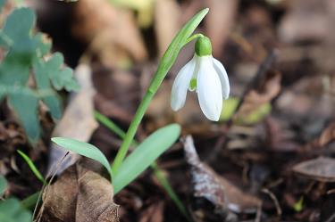 Prvi zvončki 2026 Prvi zvončki 2026